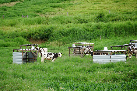 奶牛在绿色的田野上吃草。
