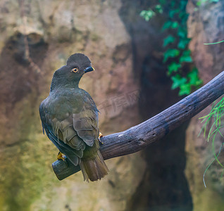 凡事贵在坚持摄影照片_岩石上的雌性圭亚那公鸡坐在树枝上，来自圭亚那的有冠热带鸟