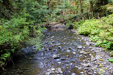 雨林中的河流摄影照片_美国华盛顿奥林匹克国家公园森林中的河流。