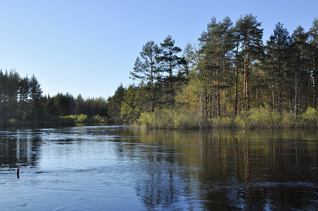 与树的反射的春天风景在水中。