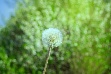 阳光明媚的夏日，草背景上带伞种子的白色蒲公英