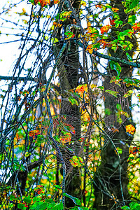 树上的蜘蛛网摄影照片_巨大的蜘蛛网在树上