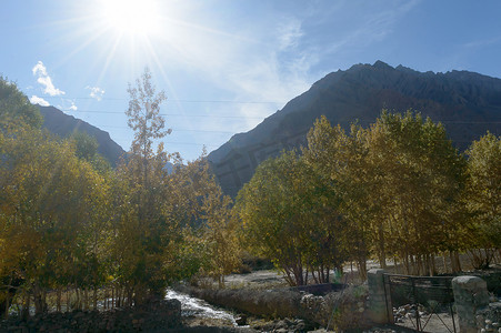 中华民国安徽省黄山山脉森林美丽的黄杨树和松林地，秋叶在夕阳下落叶。