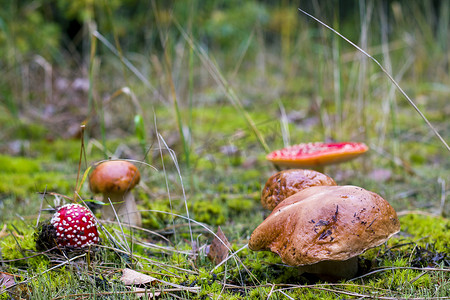 不可食用和可食用的蘑菇生长
