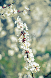 树花摄影照片_杏树花，柔和的焦点。