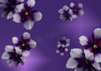 美丽的花朵非洲紫罗兰在渐变背景下被隔离。