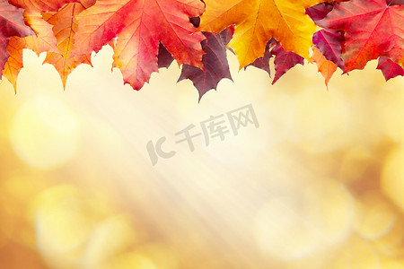 金色九月摄影照片_美丽的金色秋天模糊背景与枫叶边界