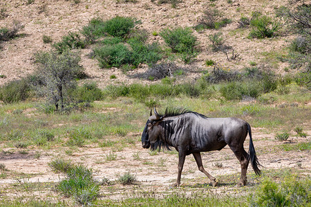 角马摄影照片_南非卡拉哈里沙漠中的蓝角马