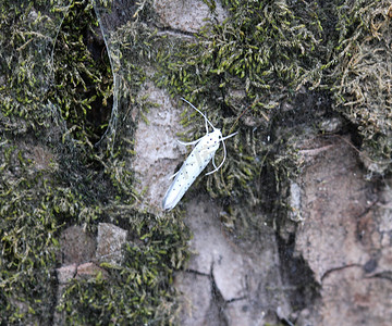 鸟樱桃摄影照片_鸟樱桃貂 (Yponomeuta evonymella) 白天在树上活跃的蛾子