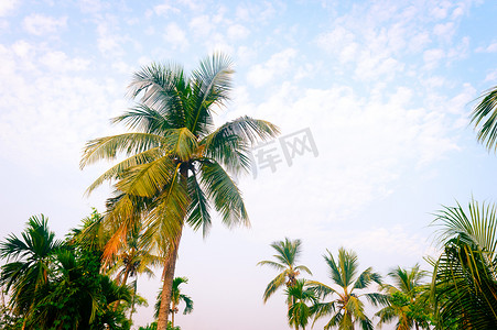 椰子树背景照片在春季季节性主题背光但色彩鲜艳的日落天空中。