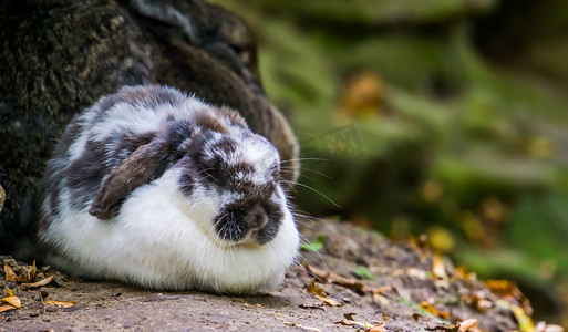 一只白色和黑色欧洲兔子的特写，流行的家养兔子