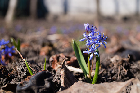 春天花园里的蓝铃花关闭。