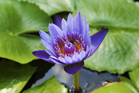 有荷叶的紫色睡莲在池塘