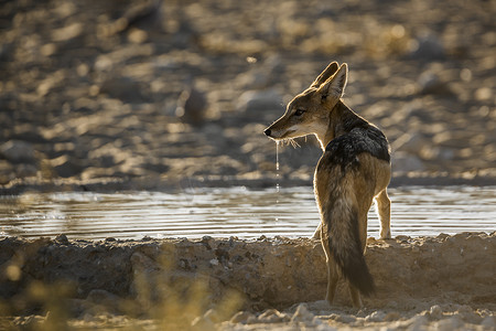 南非 Kgalagadi 跨境公园的黑背豺