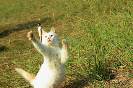 白色毛茸茸的猫抓鱼。
