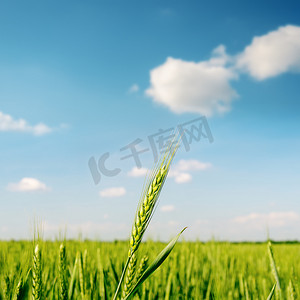 麦子的绿色吃在领域。