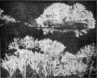 Merulius 菌丝体像扇子一样蔓延，攻击有木表面