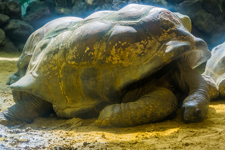 安氏摄影照片_阿尔达布拉巨龟躺在地上的特写肖像，世界上最大的陆栖龟类，易危动物物种