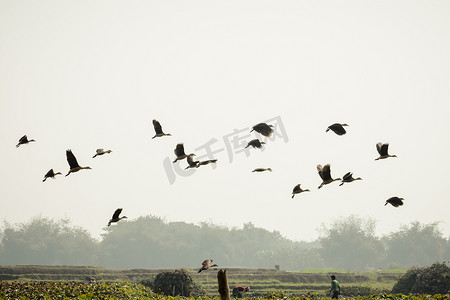 成群的候鸟一起飞翔，以不完美的 V 字形在湖上空蓝天的衬托下。 