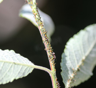 黑色花园蚁群（Lasius niger）以蚜虫的蜜露为食，在花园里的植物中筑巢