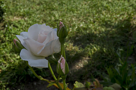 德鲁伊巴区花园里鲜白绽放的玫瑰花