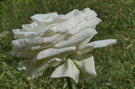 德鲁伊巴区花园里鲜白绽放的玫瑰花