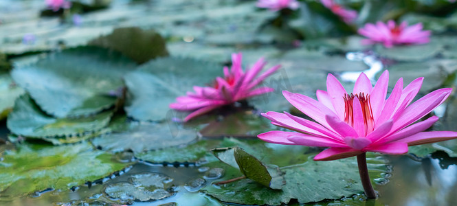 早晨自然背景下池塘中的选择性粉红莲花。
