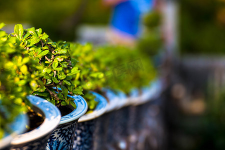 福建古田摄影照片_泰国 Phetburi 宫殿花盆中美丽的 Carmona retusa 或福建茶树
