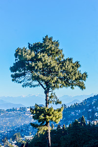 针叶松针叶树或蓝松 (Pinus wallichiana) - 一种大型喜马拉雅常绿乔木，其叶子呈蓝色，独自矗立在蓝天和遥远的​​喀喇昆仑山脉和兴都库什山脉的映衬下。
