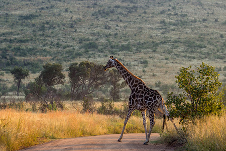 长颈鹿过马路