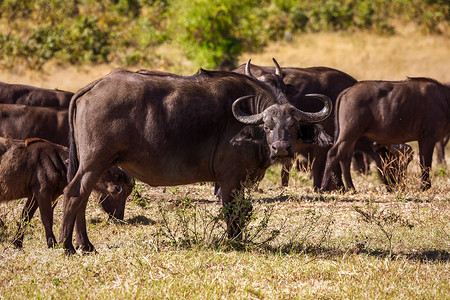 博茨瓦纳乔贝的水牛角野生动物