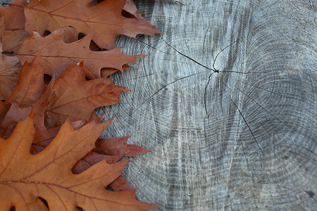 秋天的树叶边框