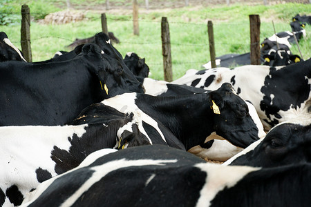 奶牛在草地上休息
