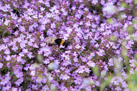 地被植物中的大黄蜂在花园的床上盛开紫色的花百里香，特写，柔和的选择性焦点
