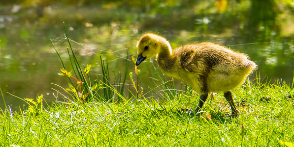 鹅叫摄影照片_一只在草地上行走的咯咯叫的小鹅、幼鸭、来自美国的热带水鸟的可爱特写