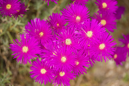 多肉植物粉色花朵