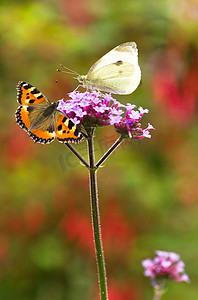 马鞭草花上的大白小龟甲蝴蝶