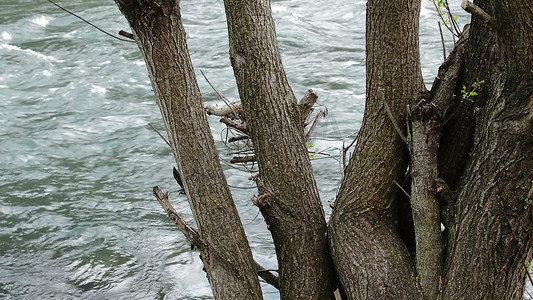 大型场景摄影照片_3d 插图-水流上的大老树