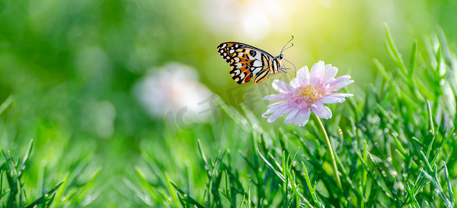 黄橙蝴蝶在绿草地的白色粉红色花朵上
