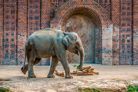 出口处的印度大象