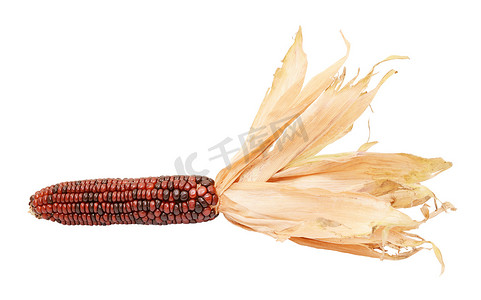 深红色和棕色印度玉米，外皮纸质干燥