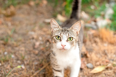 小家电组合摄影照片_院子里长着黄眼睛的漂亮小家猫