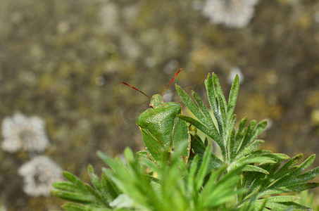 绿盾虫特写，Palomena prasina，无害ins