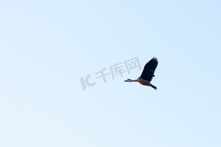 鹅展翅摄影照片_一只小印度口哨鸭水鸟 (Dendrocygna javanica) 在天空中飞翔。