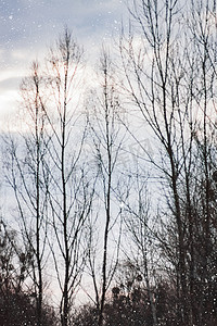 蓝灰蓝灰摄影照片_在蓝灰色冬天天空背景的风景松枝与云彩
