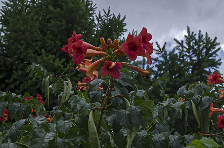 Delchevo 镇街道上的喇叭爬行者或 Campsis radicans 树的红花和叶子