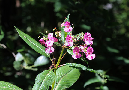 插画丹顶鹤摄影照片_凤仙花 (Impatiens glandulifera) 花，常用名警察头盔、鲍比上衣、铜上衣、侏儒帽架和喜马拉雅香脂