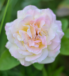 雅致情调摄影照片_花园里美丽的玫瑰