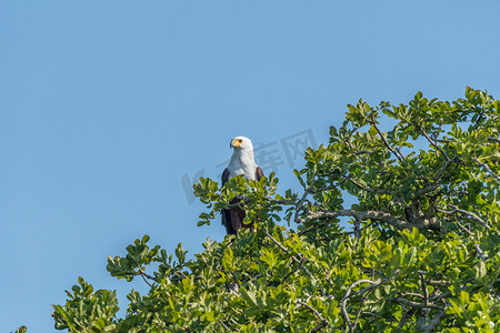 非洲鱼鹰，Haliaeetus vocifer，在树上