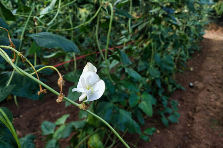 吃豆豆人摄影照片_Fresh Yard 长豆豆在花园里